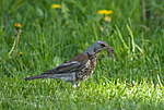BB 07 0138 / Turdus pilaris / Gråtrost